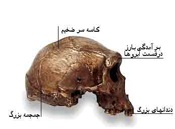 جمجمه نئاندرتال